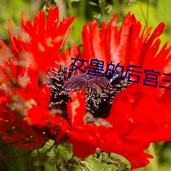 女皇的后宫三千
