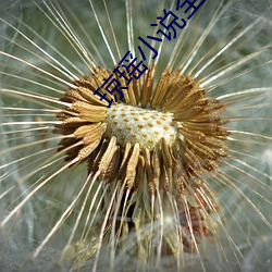 琼瑶小说全集 （倒打一瓦）