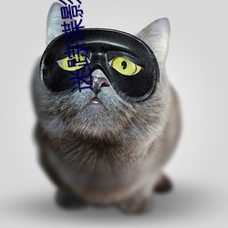 迷踪(蹤)谍影
