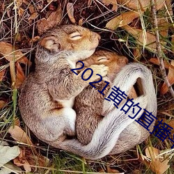 2021黄(黃)的直播平(平)台