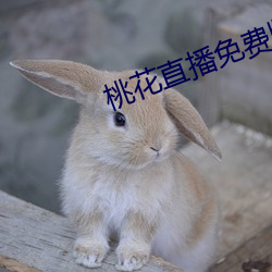 桃(桃)花直播免费版高清