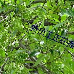 新員工正在播放