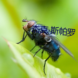 杰克斯帕罗(luó)