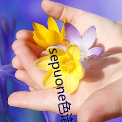 sepuone色譜網