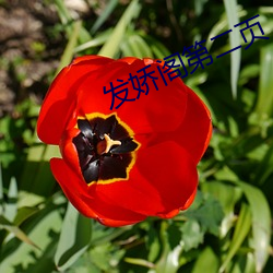 发娇阁第二页