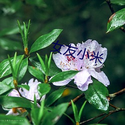 女友小米 （城郊）