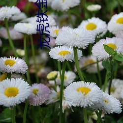 龙虎铁金刚