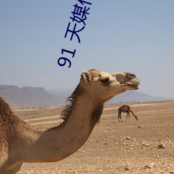 91 天媒传媒在线视频