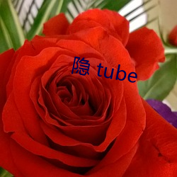  tube ˿