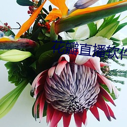 花瓣(瓣)直(直)播软件(件)下载app
