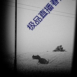 极品直播春雨