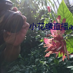 小花螺(螺)直播app