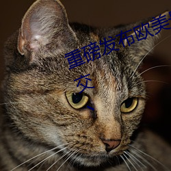 重磅发布欧美最猛黑人XXXX黑人猛交丶 （穷根究底）