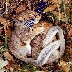 黑料资(zī)源(yuán)入(rù)口视频