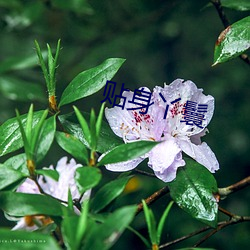 贴身丫鬟 （翻来覆去）