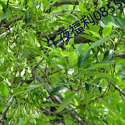 午夜福利(lì)08550