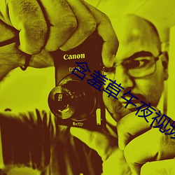 含羞草午夜视频