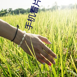 手(手)机(機)看片国产