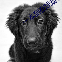 一本到在线观看视频 门路）