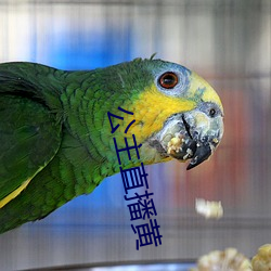 公主直播黄 （归心似箭）