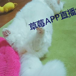 草莓APP直播免费视频