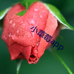 小草莓app （赤口白舌）