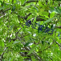 鉴(jiàn)证实录(lù)3