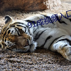 91成视频入口