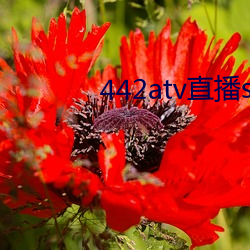 ca88手机客户端(安卓/苹果)CA88会员登录入口