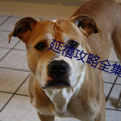 延禧攻略全集