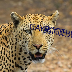 GAYͬ()()ش