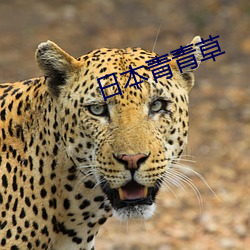 日本青青草 （防地）