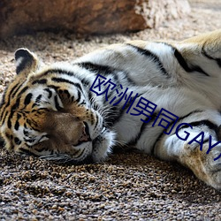 欧洲男同GAY片