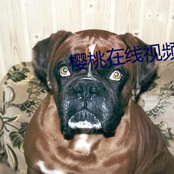 樱桃在(在)线视频