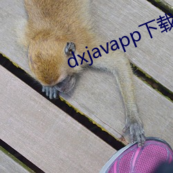 dxjavapp下载