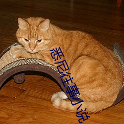 悉尼(ní)往(wǎng)事小说
