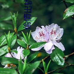 偷情出軌國産