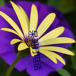 呆哥(gē)打(dǎ)电话(huà)