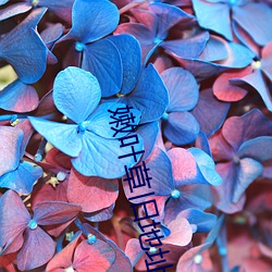嫩葉草舊地址