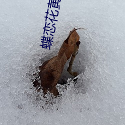 蝶戀花黃版app