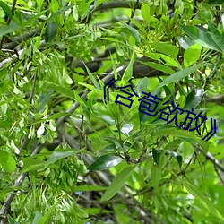 《含苞欲(欲)放》