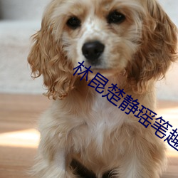 林昆楚靜瑤筆趣全文免費閱讀