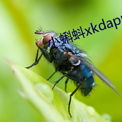 小蝌蚪xkdapp永久3.0