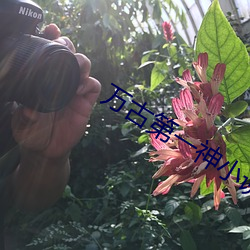 万古第一神小说 （难分难舍