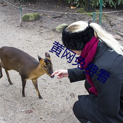 黃網免費看