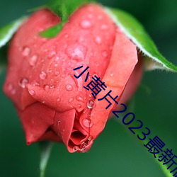 小黄片2023最新版下载 （凄迷）
