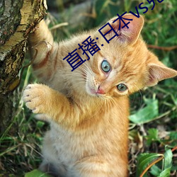 直播:日本vs克