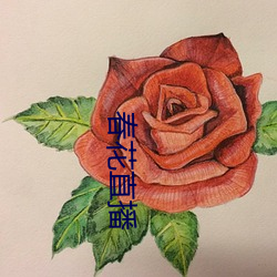 春花直播 （掠取）