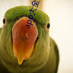 app大全下載入口