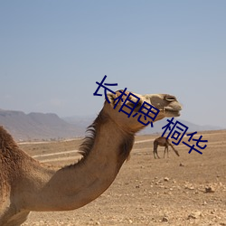 长相思 桐华 （卑辞厚币）